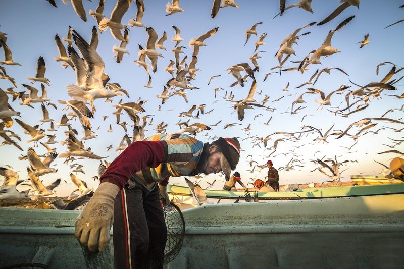 عکس/ محاصره ماهیگیر عمانی توسط مرغان دریایی در عکس روز نشنال جئوگرافیک