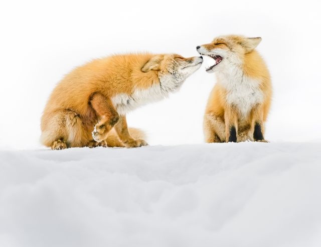 عکس/ برف‌بازی روباه‌ها در عکس روز نشنال جئوگرافیک