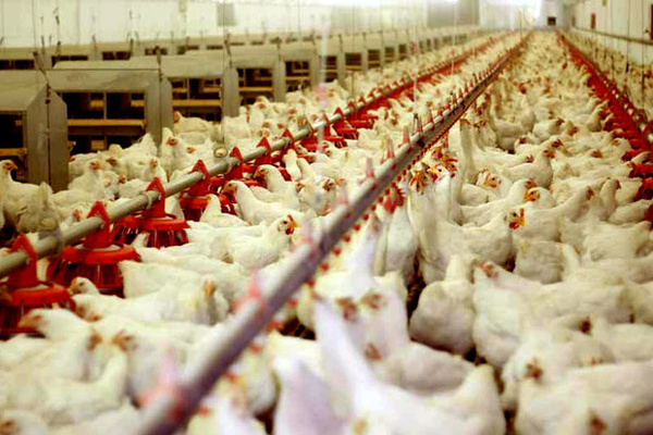 افزایش ۵۵۰ تومانی قیمت مرغ در بازار/ قیمت به ۸۰۰۰ تومان رسید