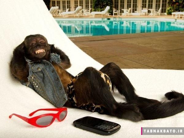 ثروتمندترین میمون جهان و درآمد هنگفتش!/عکس