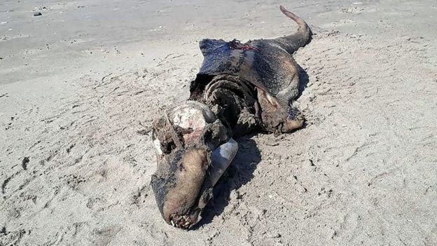 لاشه یک موجود دریایی مرموز در ساحل ولز پیدا شد +عکس