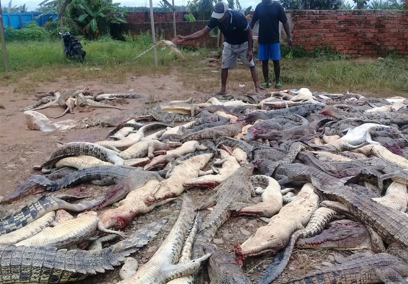 سلاخی ۳۰۰ تمساح برای انتقام! +عکس