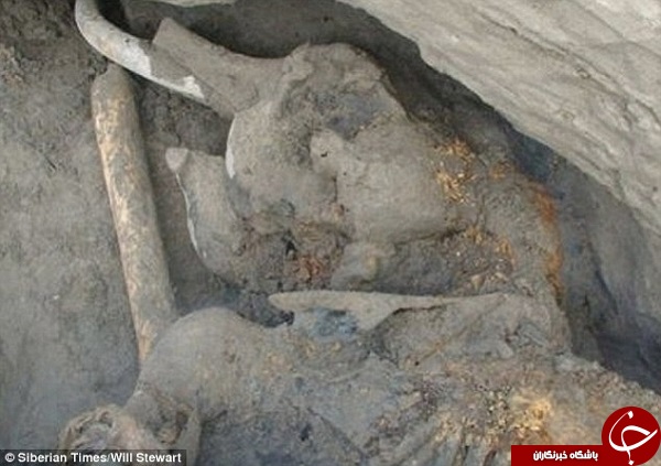 گونه‌ای جدیدی از ماموت در سیبری کشف شد+ عکس