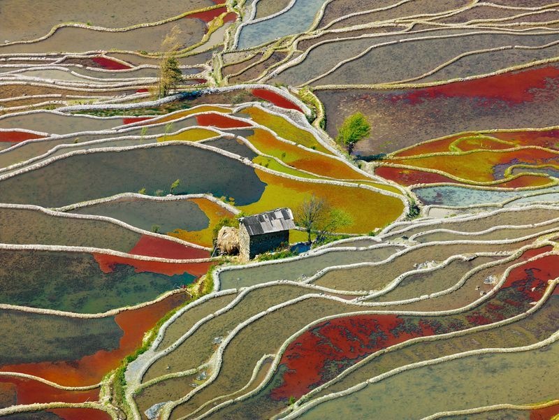 عکس/ مزرعه‌های رنگی چین در عکس روز نشنال جئوگرافیک