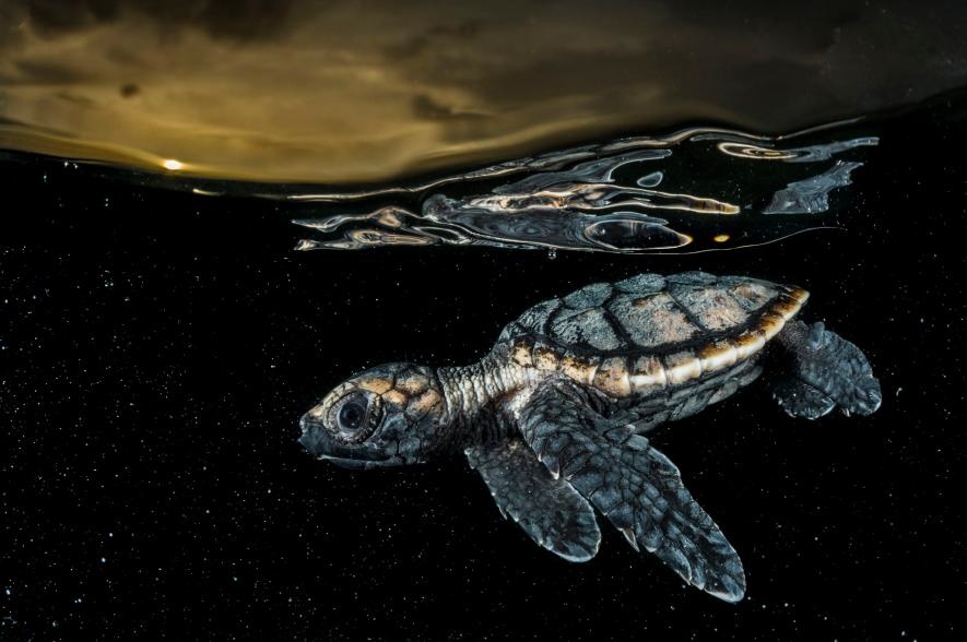عکس/ شنای بچه لاک‌پشت در عکس روز نشنال جئوگرافیک