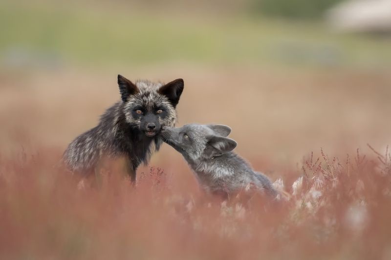 عکس/ بوسه بچه روباه در عکس روز نشنال جئوگرافیک