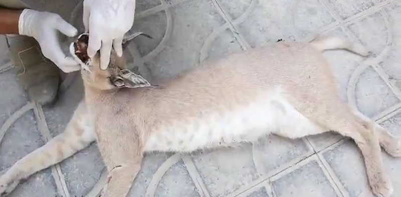 گربه‌سان نادر در کازرون تلف شد+عکس