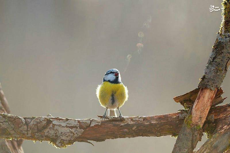 تصویری جالب از نفس کشیدن یک پرنده