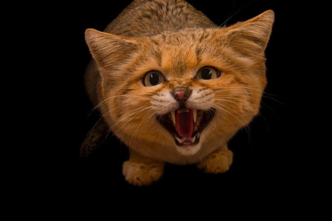 عکس/ گربه خشمگین در عکس روز نشنال جئوگرافیک