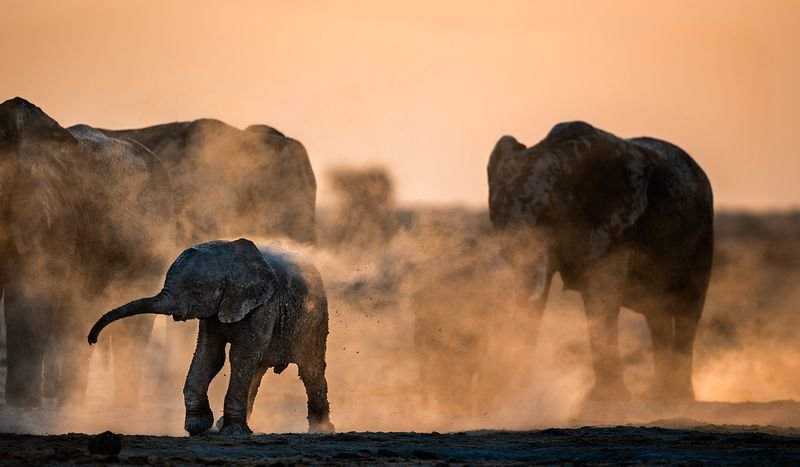 عکس/ دوش گرفتن فیل‌ها با گرد و خاک در عکس روز نشنال جئوگرافیک