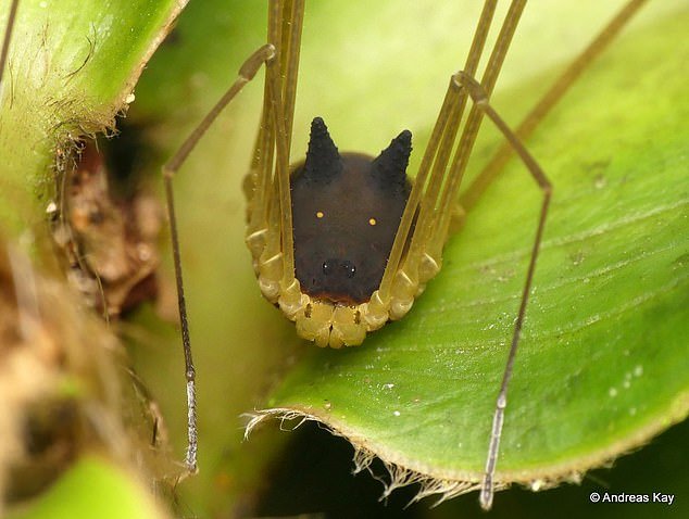 عجیب‌ترین عنکبوت دنیا با سری شبیه سگ / عکس