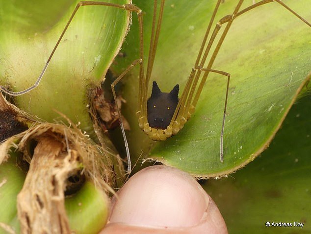 عجیب‌ترین عنکبوت دنیا با سری شبیه سگ / عکس