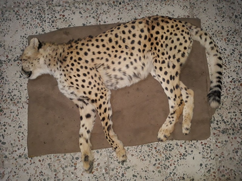 یک یوزپلنگ در جاجرم بر اثر تصادف تلف شد