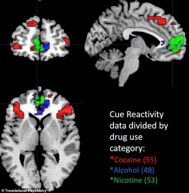 کدام نواحی مغز به نیکوتین، الکل و کوکائین واکنش نشان می‌دهند؟
