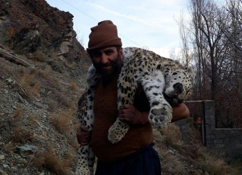 مرگ مشکوک پلنگ در مازندران