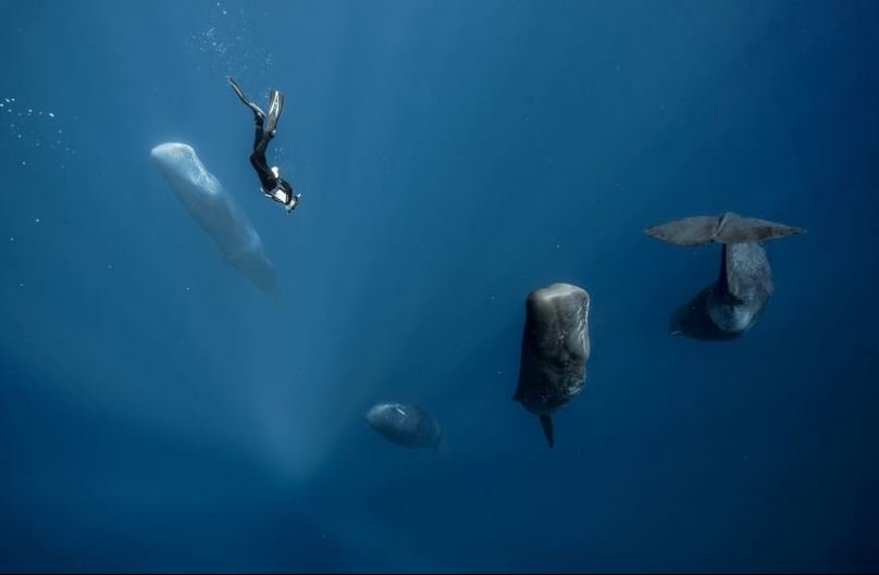 عکس/ شنا بین نهنگ‌های خواب‌آلود در عکس روز نشنال جئوگرافیک