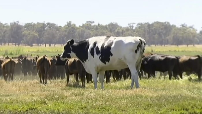 پرورش گاو ۲متری در استرالیا+تصاویر