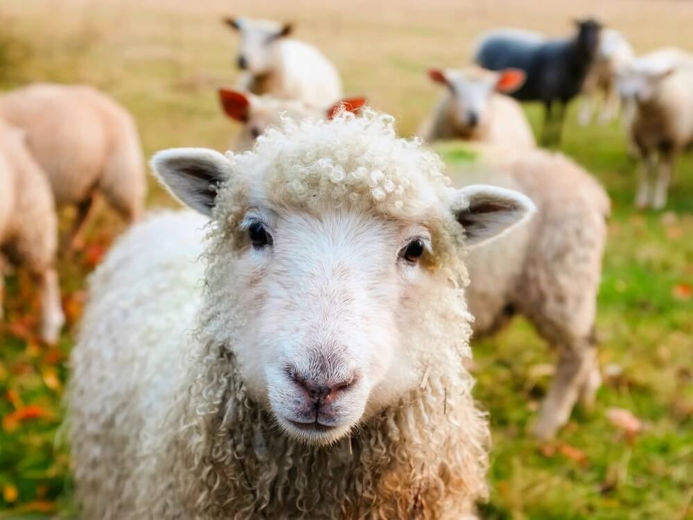 خرید گوسفند زنده اینترنتی در تهران