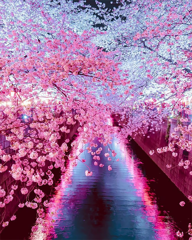 Mùa sakura Nhật Bản qua ống kính của một nhiếp ảnh gia.5