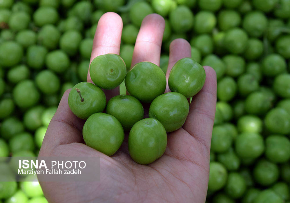 گوجه سبز 90 هزار تومان| پیاز 12 هزار تومان| رئیس اتحادیه میوه‌فروشان: مردم کمی صبر و تحمل داشته باشند!