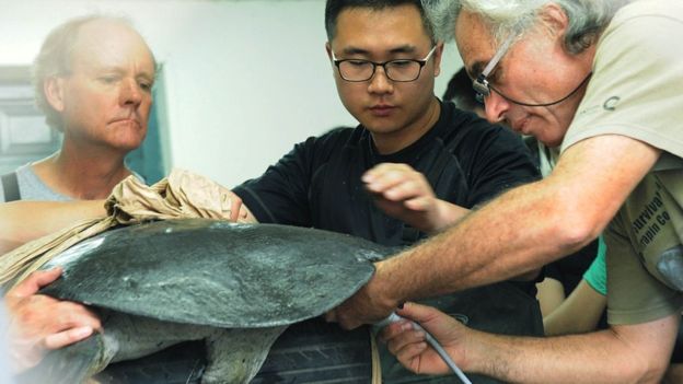 مرگ یکی از چهار لاک‌پشت یانگ‌تسه‌ باقی‌مانده در جهان+عکس