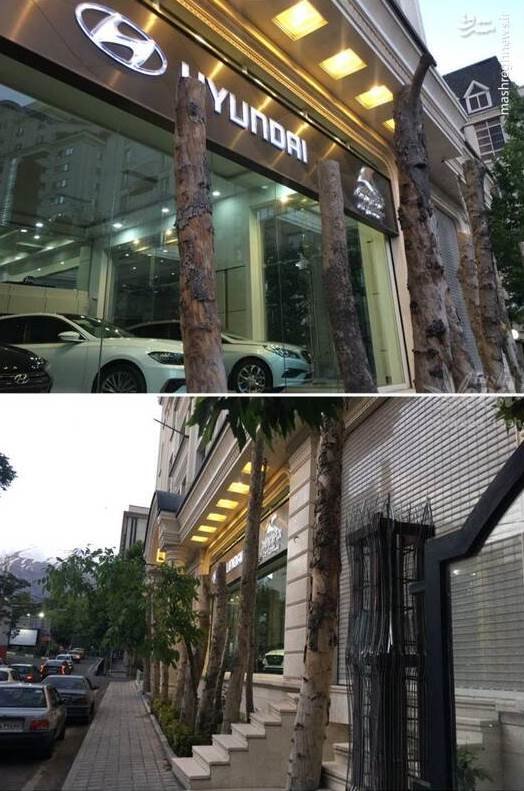 عکس/ قطع چند درخت در زعفرانیه بخاطر ویترین نمایشگاه ماشین!