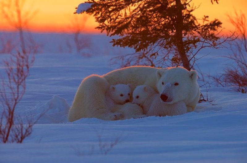 عکس/ آغوش گرم خرس قطبی در عکس روز نشنال جئوگرافیک