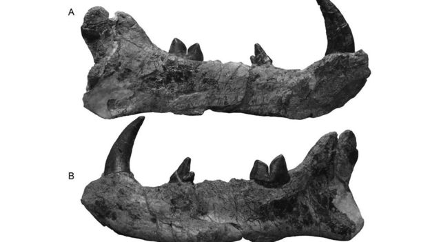 کشف فسیل ۲۰ میلیون ساله یک درنده بزرگ در موزه نایروبی