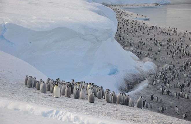 مرگ هزاران جوجه پنگوئن امپراتور در قطب جنوب