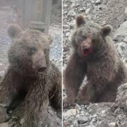 دادستان سوادکوه: دستگیری یکی از ضاربان خرس تلف شده