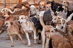 حکایت تلخ سگ‌کشی در کهریزک