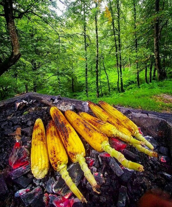 پیشنهاد یک جنگلنوردی رویایی+عکس پیشنهاد یک جنگلنوردی رویایی+عکس