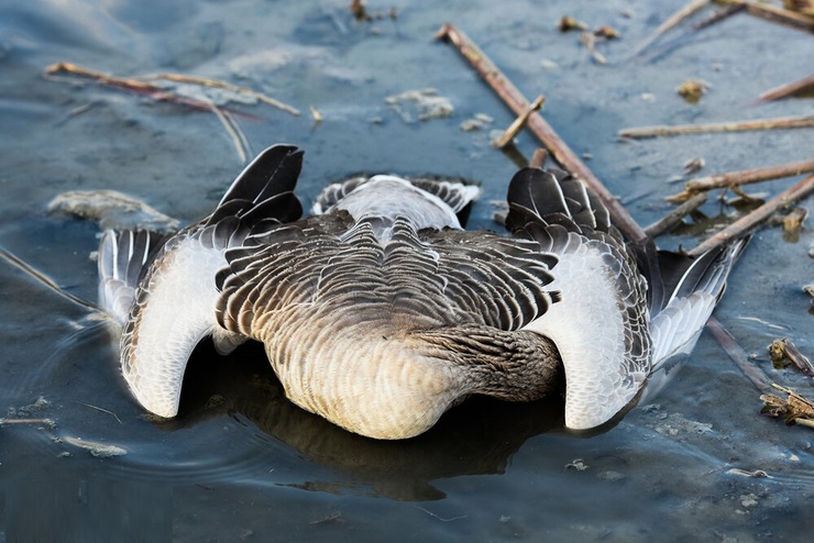 تصاویر| زنگ خطر در تالاب میقان؛ مرگ مشکوک پرندگان