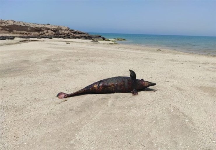 مشاهده لاشه یک دلفین در ساحل جزیره هنگام