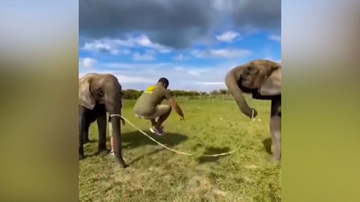 فیلم| طناب زنی چند مرد با کمک ۲ فیل
