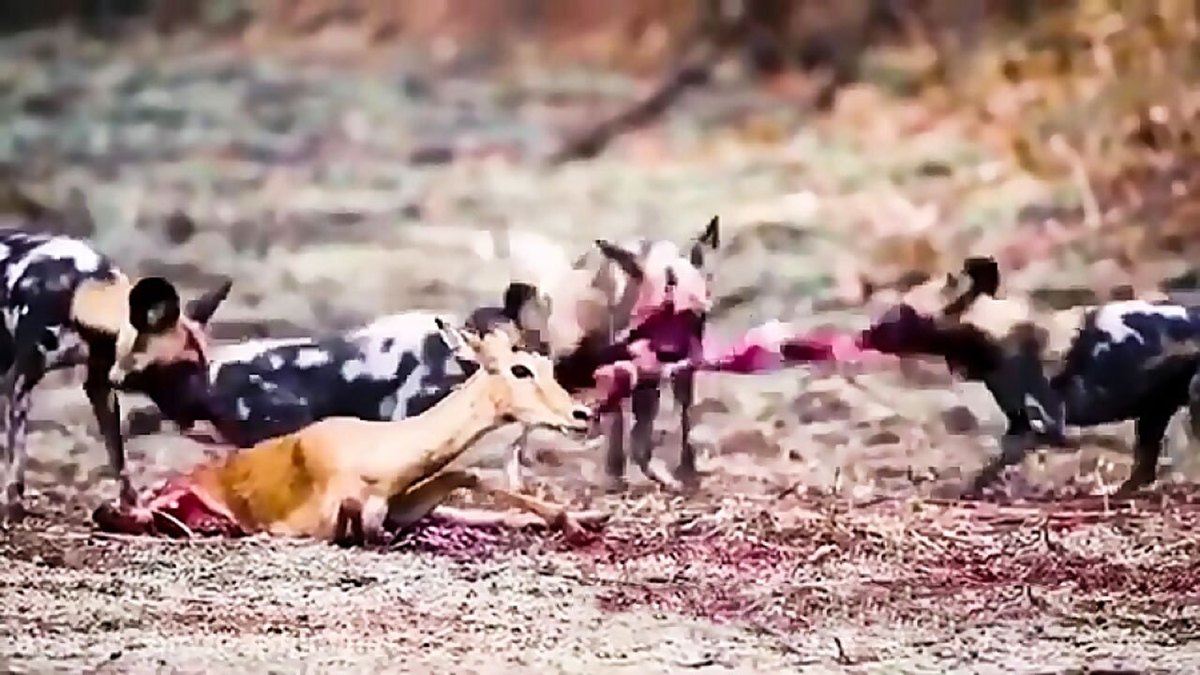فیلم| شکار آهو توسط سگ‌های وحشی