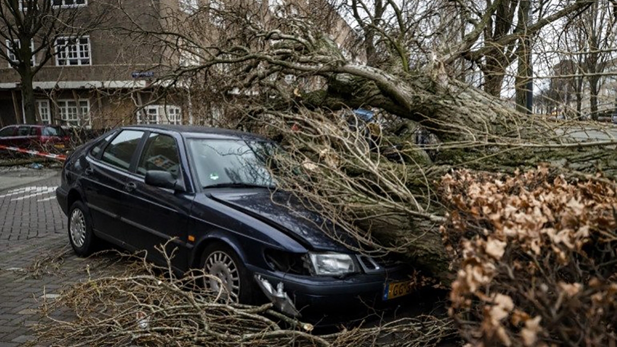 فیلم| سقوط درختان در انگلستان در پی طوفان