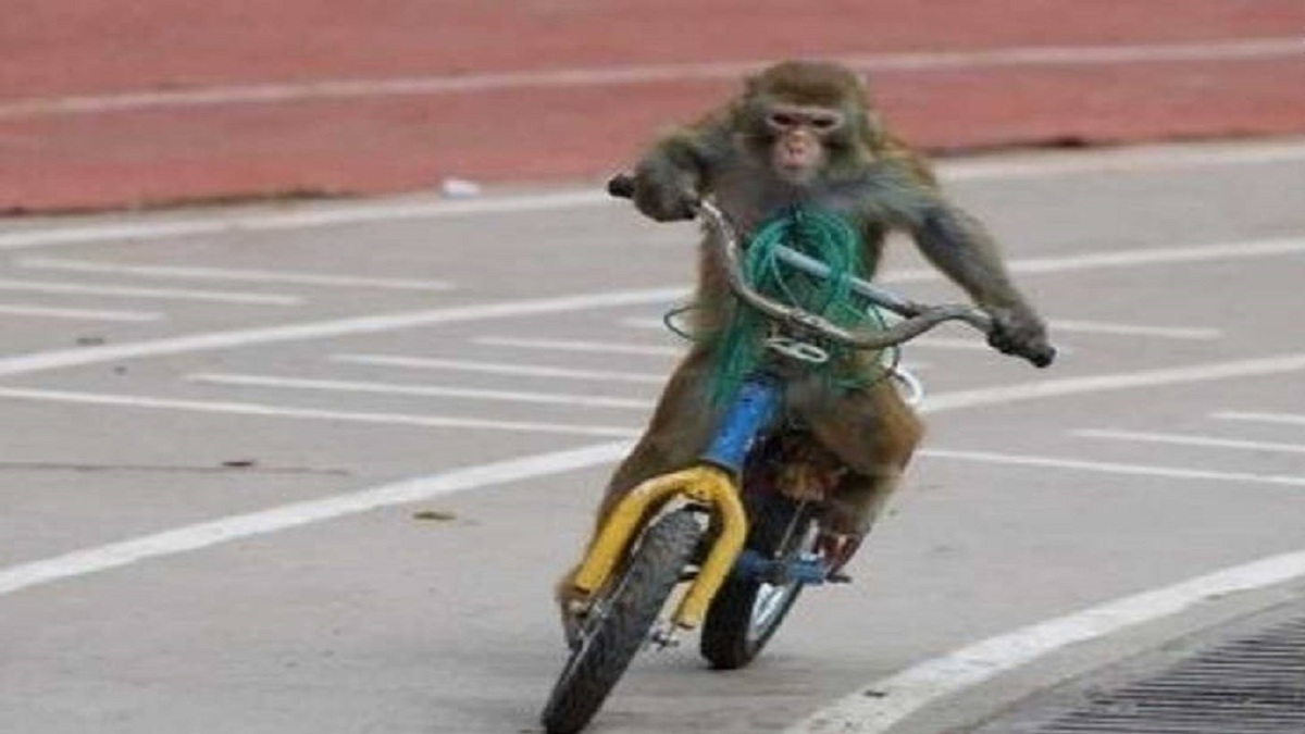 فیلم| میمون دوچرخه سوار که مسافر هم سوار می‌کند