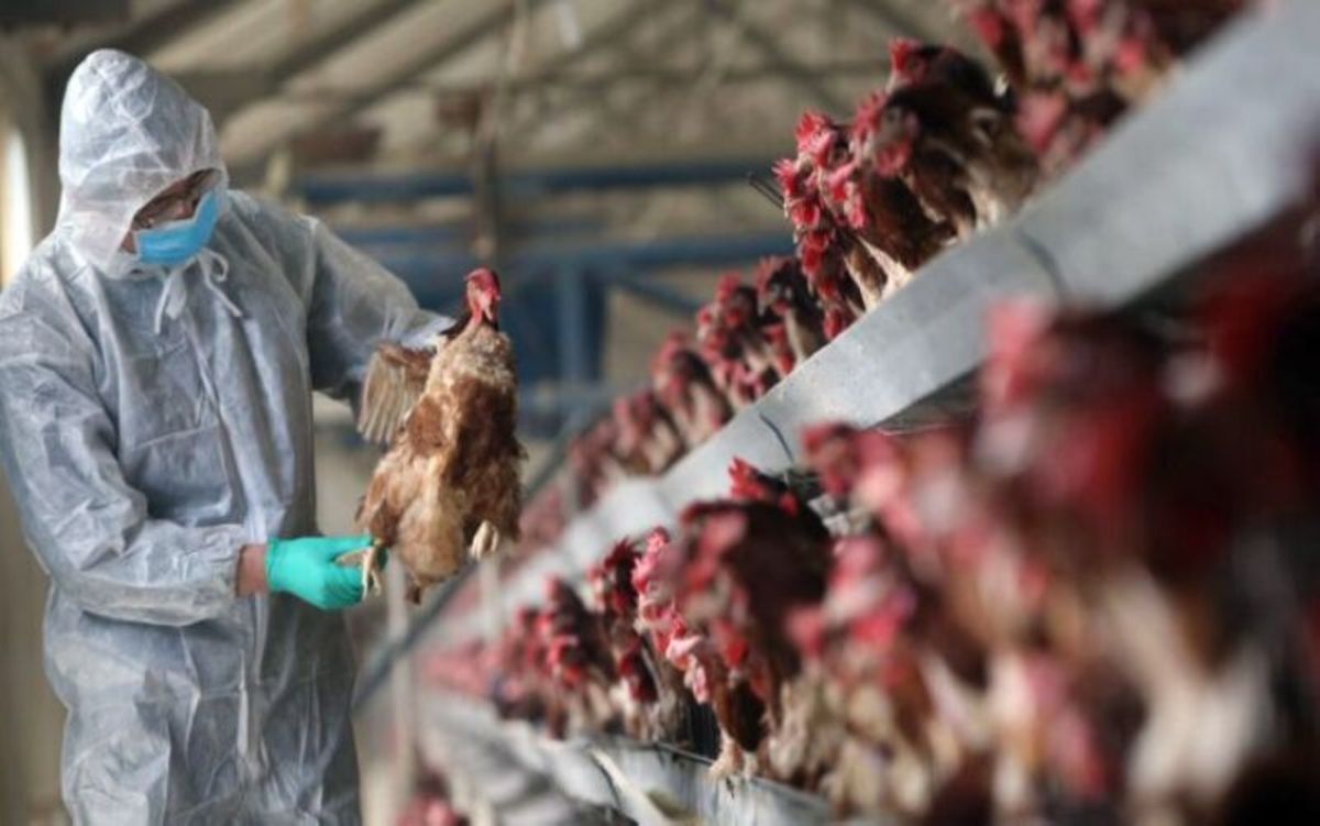 سازمان دامپزشکی: کشور عاری از بیماری آنفلوانزای فوق حاد پرندگان است