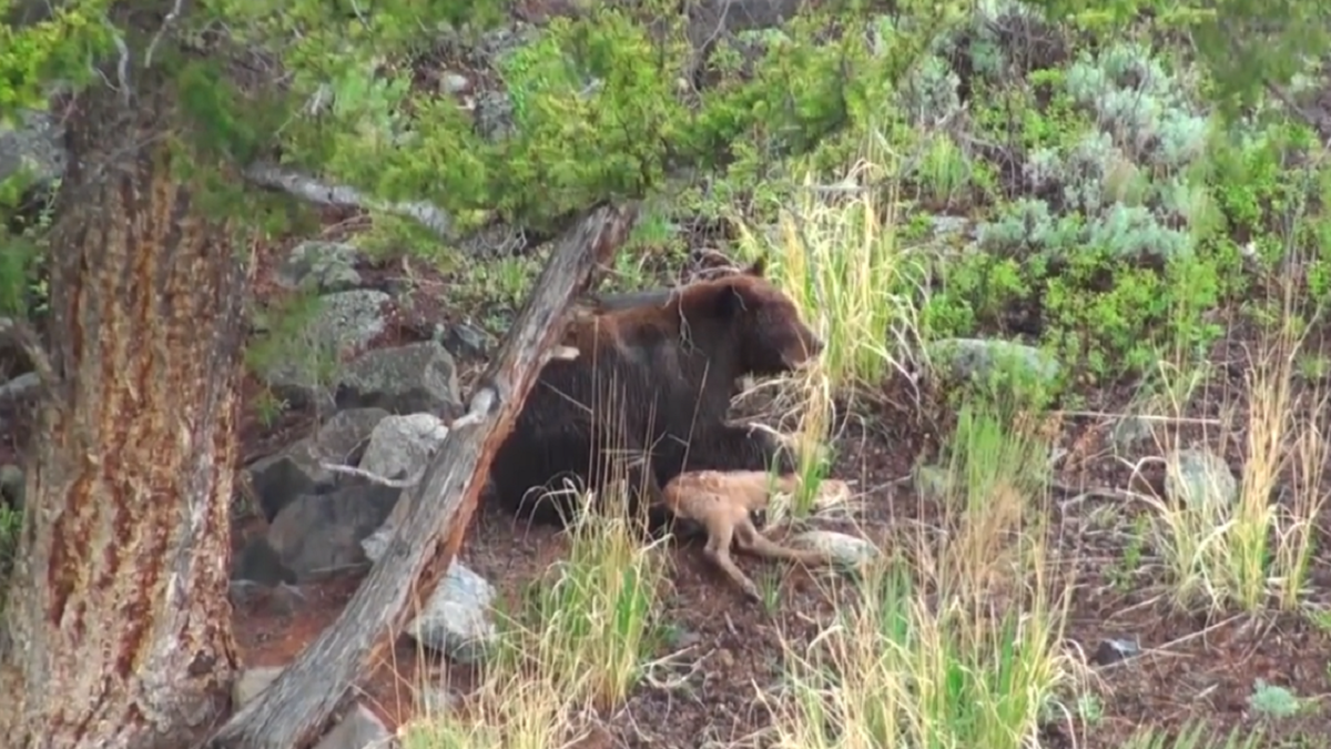 فیلم| شکار آهو توسط خرس