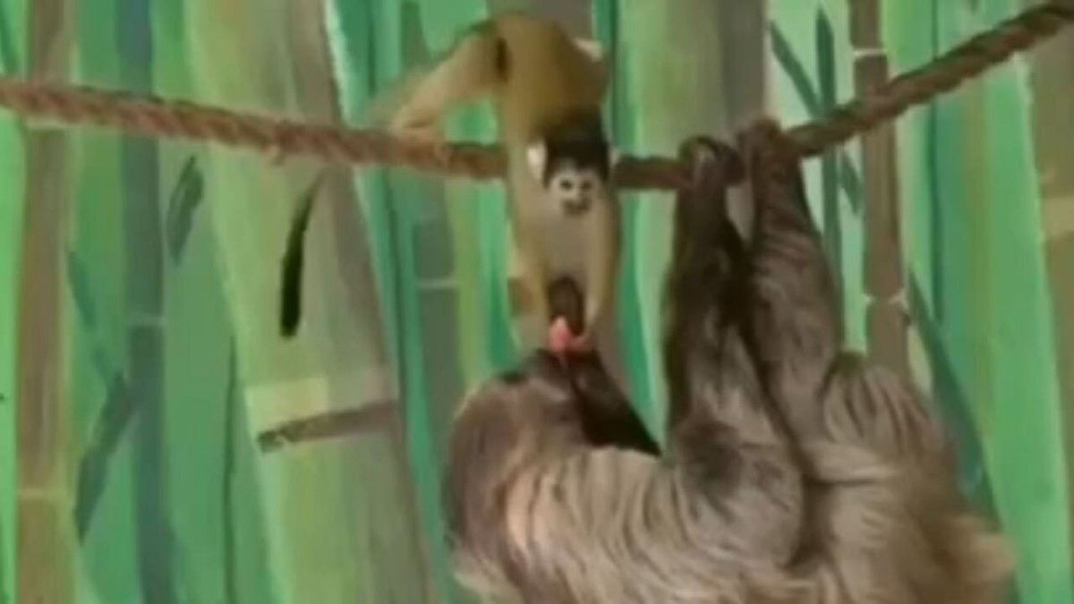 فیلم| سرقت غذای تنبل توسط میمون