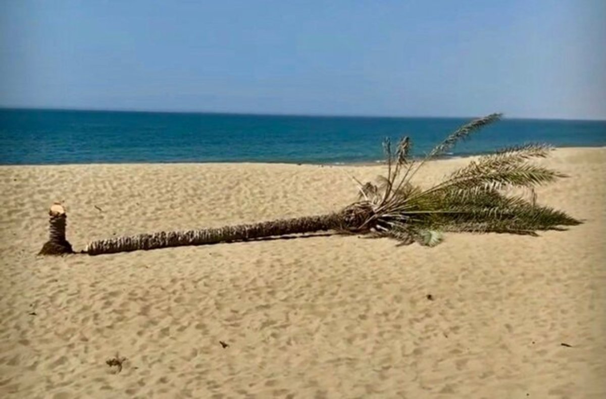 عکس| تک نخل ساحل کویری دَرَک را نابود کردند!
