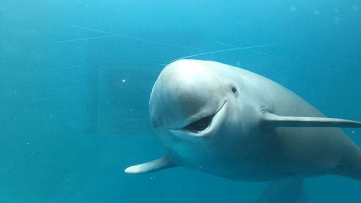 فیلم| یک بچه دلفین در کیش تلف شد