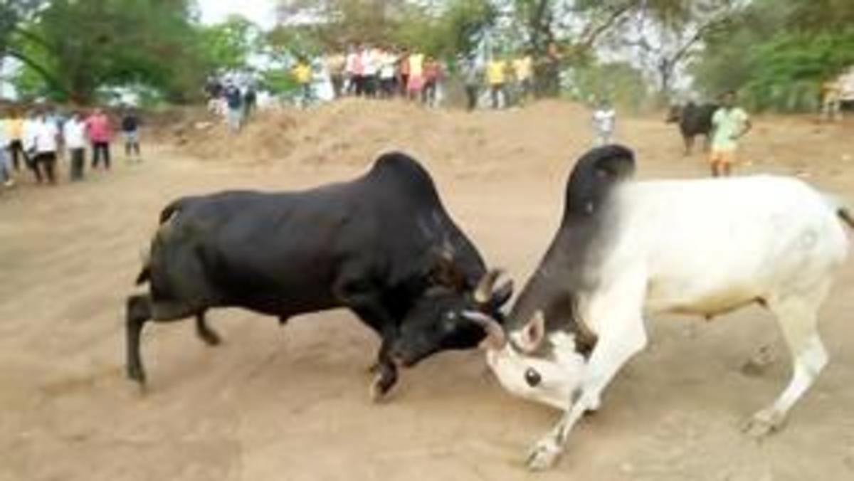 فیلم| سر شاخ شدن دو گاو با هم در هندوستان