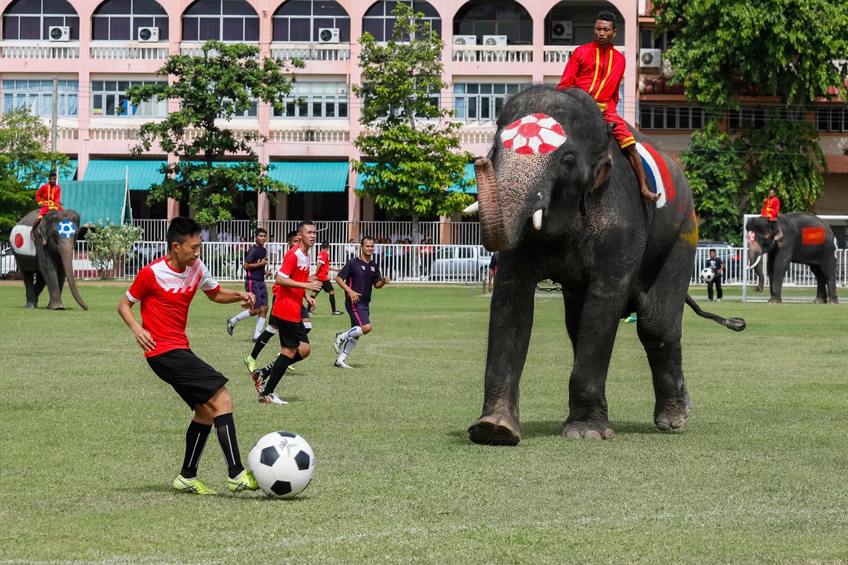 فیلم| جام جهانی فیل‌ها در تایلند