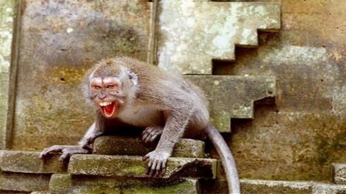 فیلم| میمون‌های زورگیر