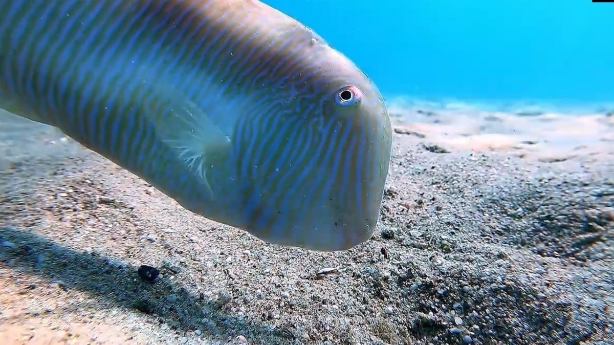فیلم| شیرجه جالب یک ماهی در شن‌ها