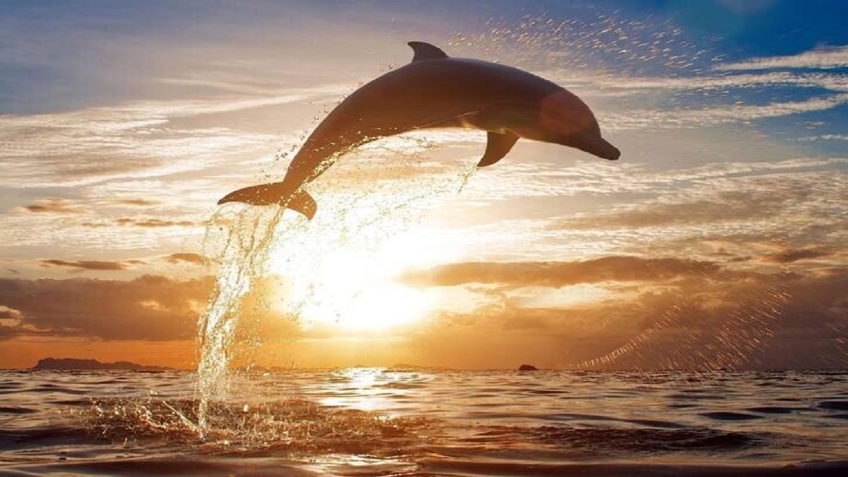 فیلم| موج سواری دلفین‌ها با انسان