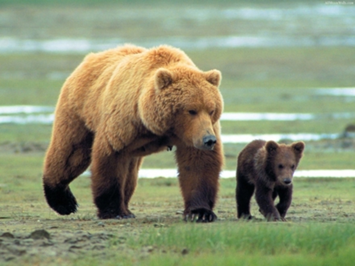 فیلم| هواخوری خرس قهوه‌ای و بچه‌اش در سوادکوه