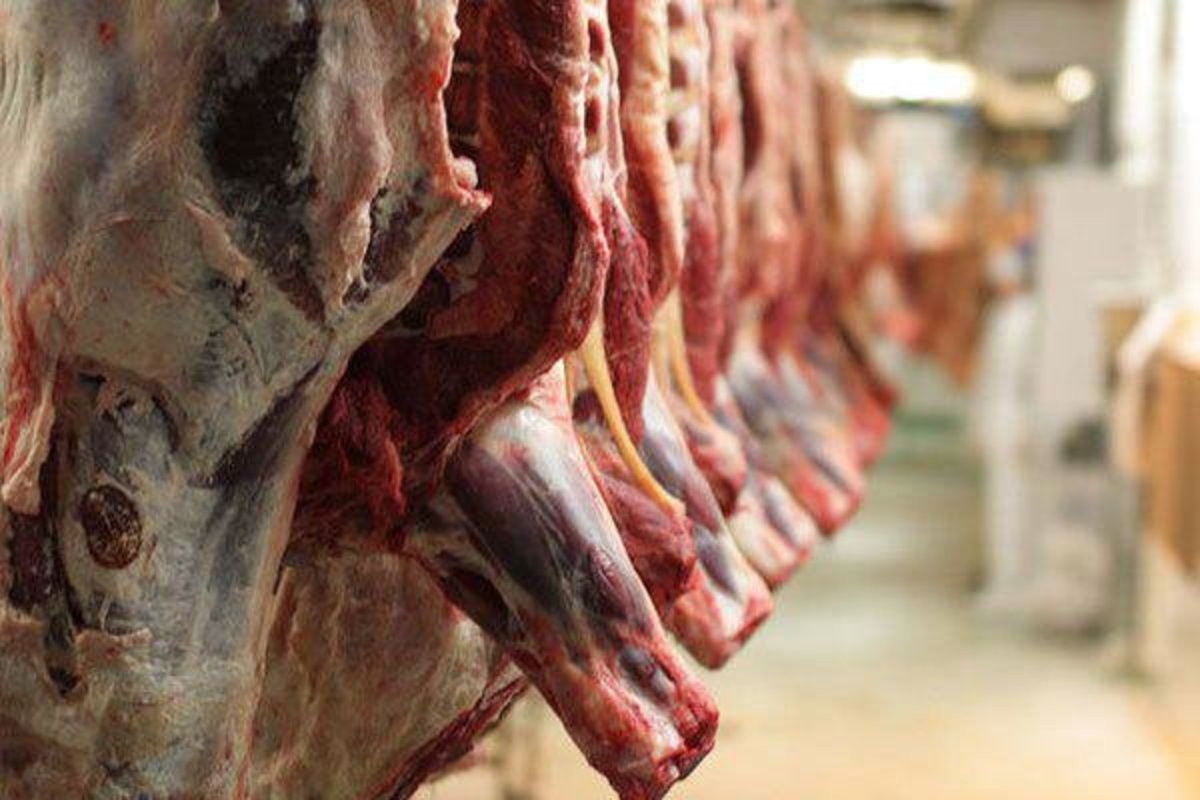 تداوم گرانی در بازار گوشت قرمز